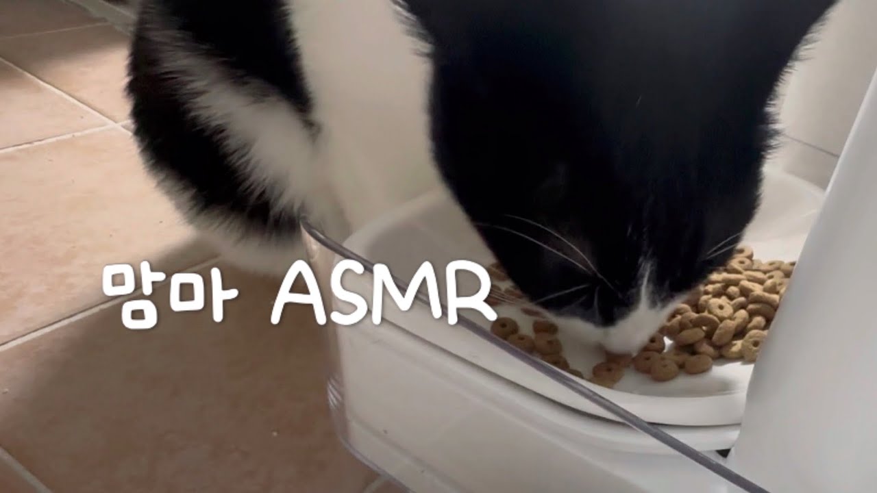맘마 사랑 고양이 박구찌 ASMR