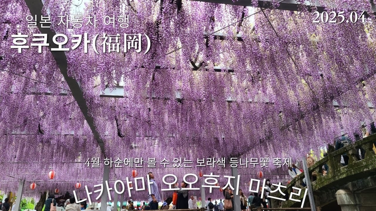 보라빛 등나무꽃 아래서...나카야마 오오후지 마츠리