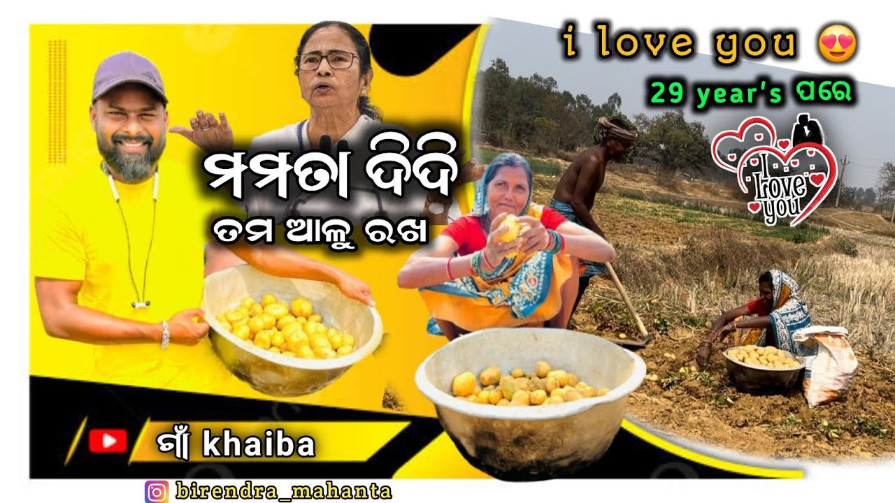 10 kg ବିହନରୁ 150kg ଆଳୁ 🥔💪 // ମମତା ଦିଦି ତମ ଆଳୁ ରଖ / Keonjhar , Odisha 