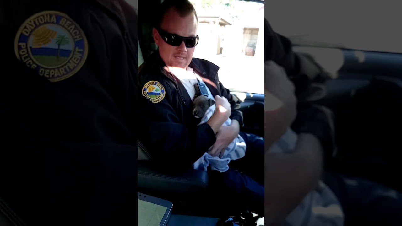 Daytona Beach police rescue freezing puppy