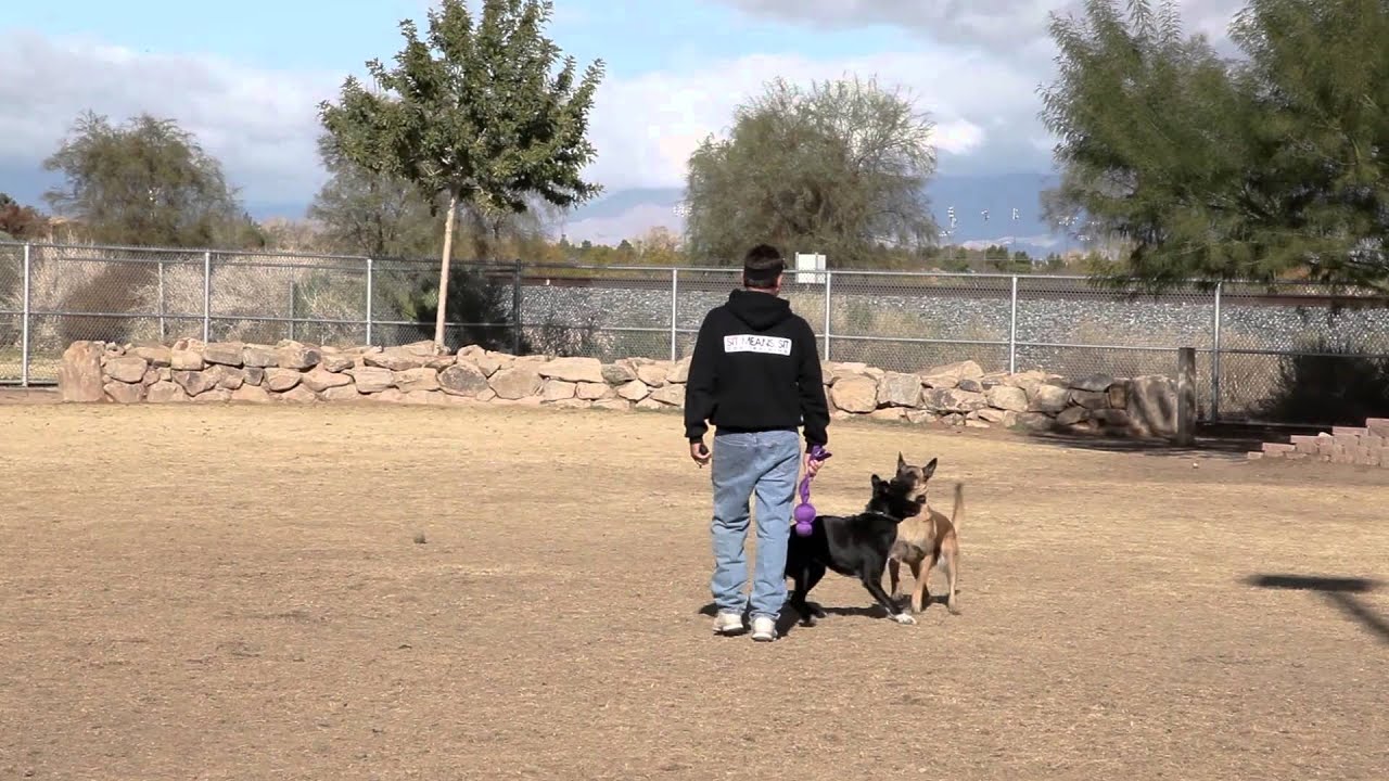 Dog Whistle Training - Dog Obedience Training at the Dog Park | SitMeansSit.com