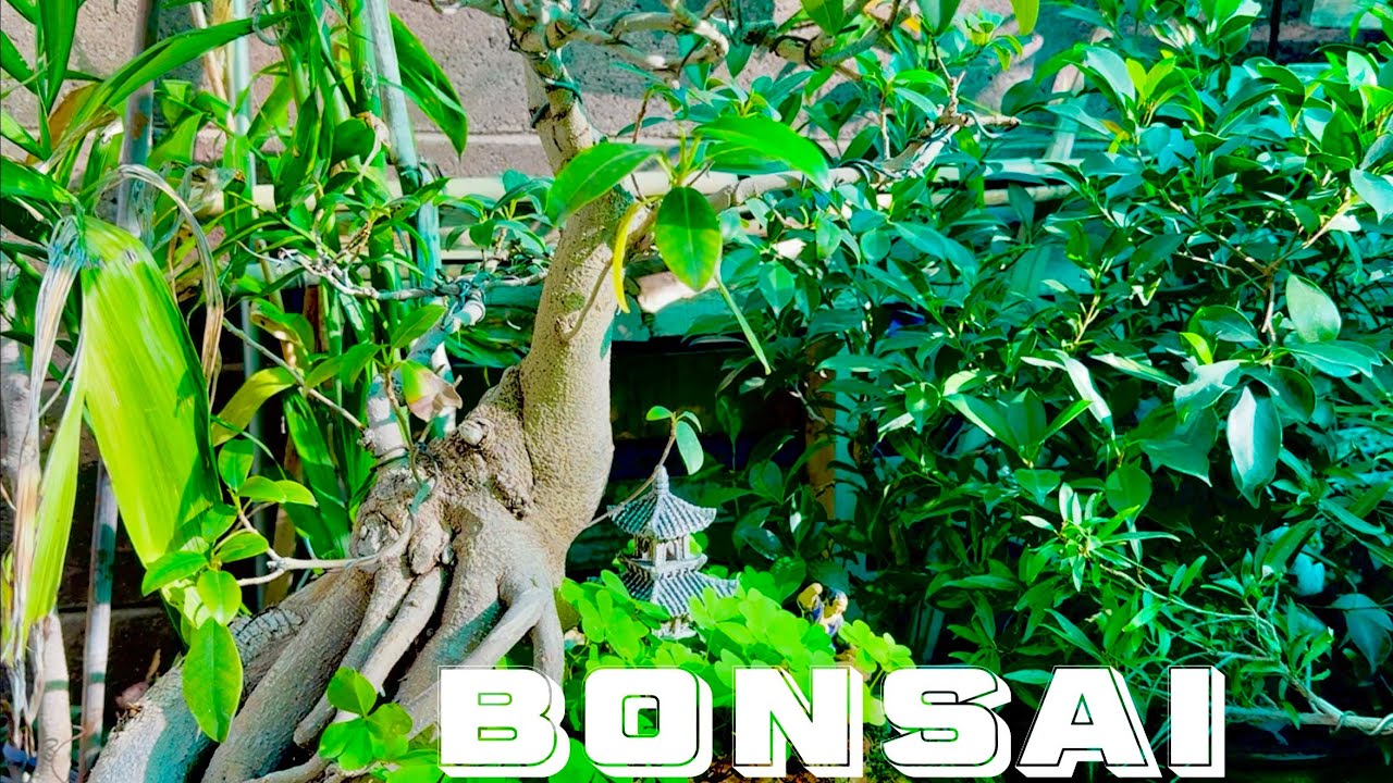 Khám Phá Thế Giới Cây Bonsai