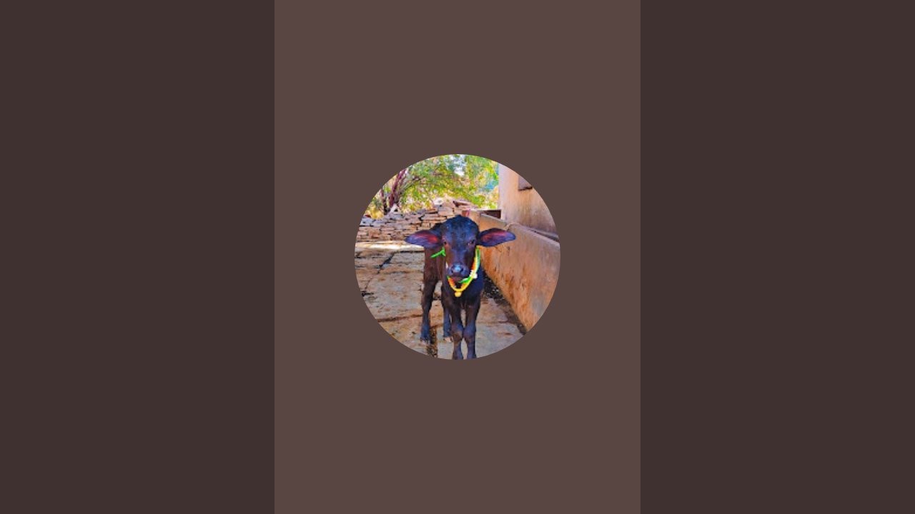 Hi friends my first live! #live#buffaloes#villagelife #animals 