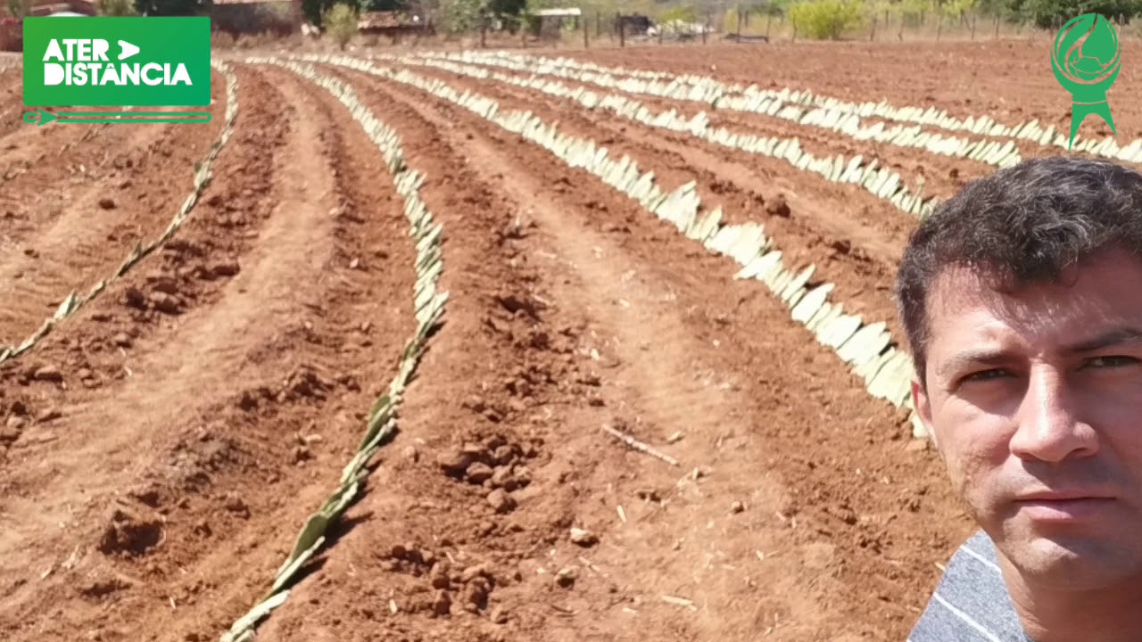 Cultivo de Palma Adensada: Preparo de Solo - Projeto Bahia Produtiva - FUNDIFRAN