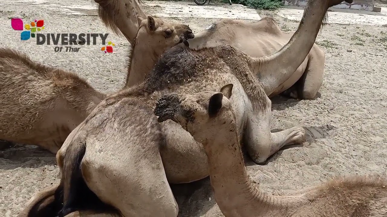 Camel Calf Itching Itself || Camel Baby Itching On Mouth || Injured Baby Camel