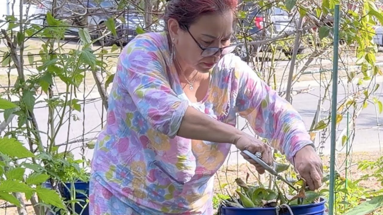 How Mama Judy prunes plants for more growth! 