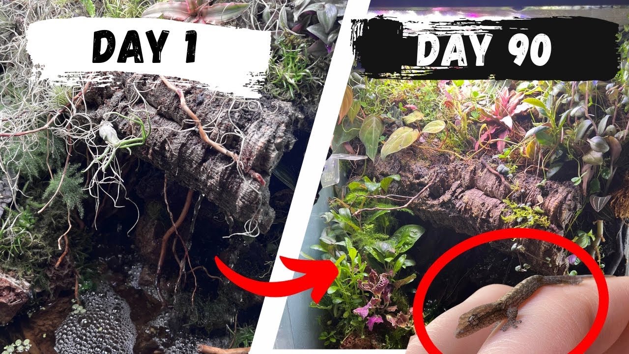 I Made A Waterfall Ecosystem 90 Days Ago, This Happened