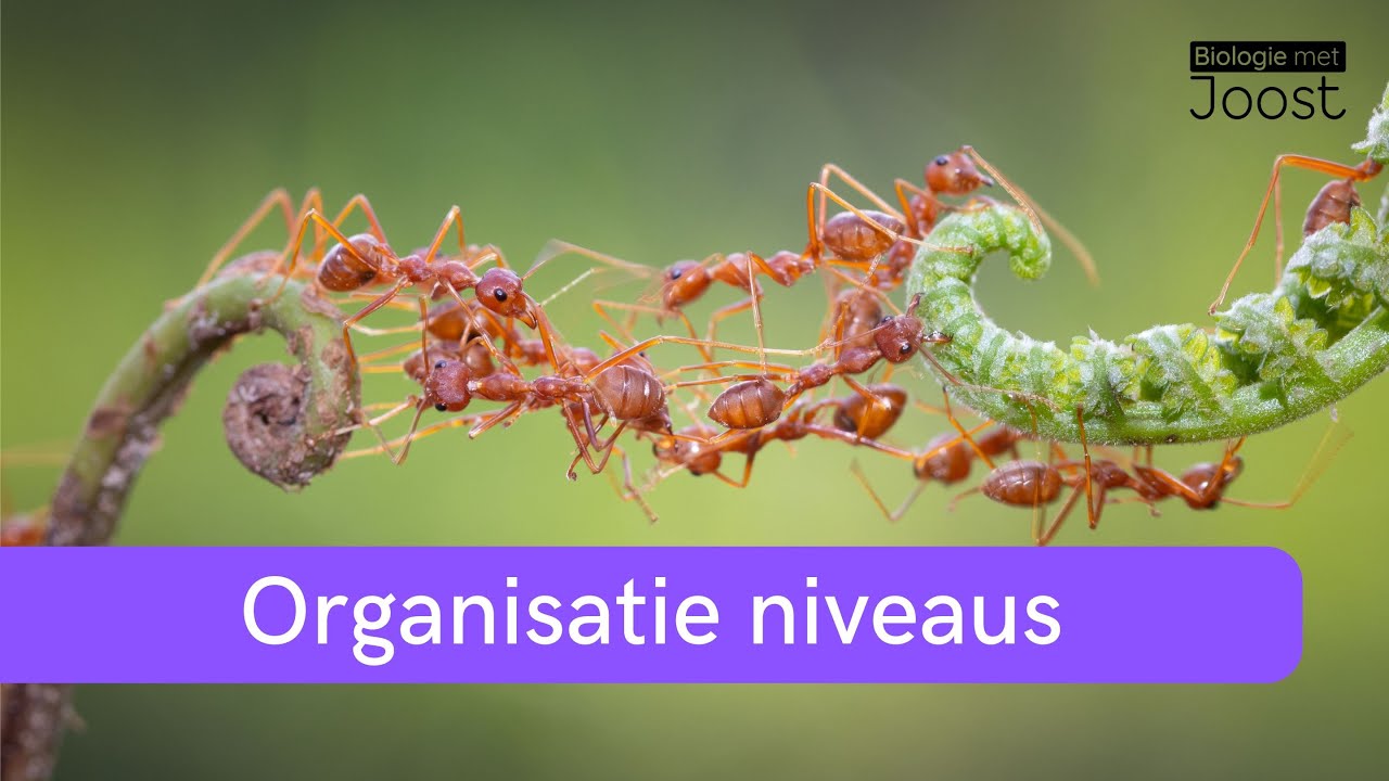 Organisatieniveaus | Van molecuul tot biosfeer | Emergente eigenschappen | Samenvatting