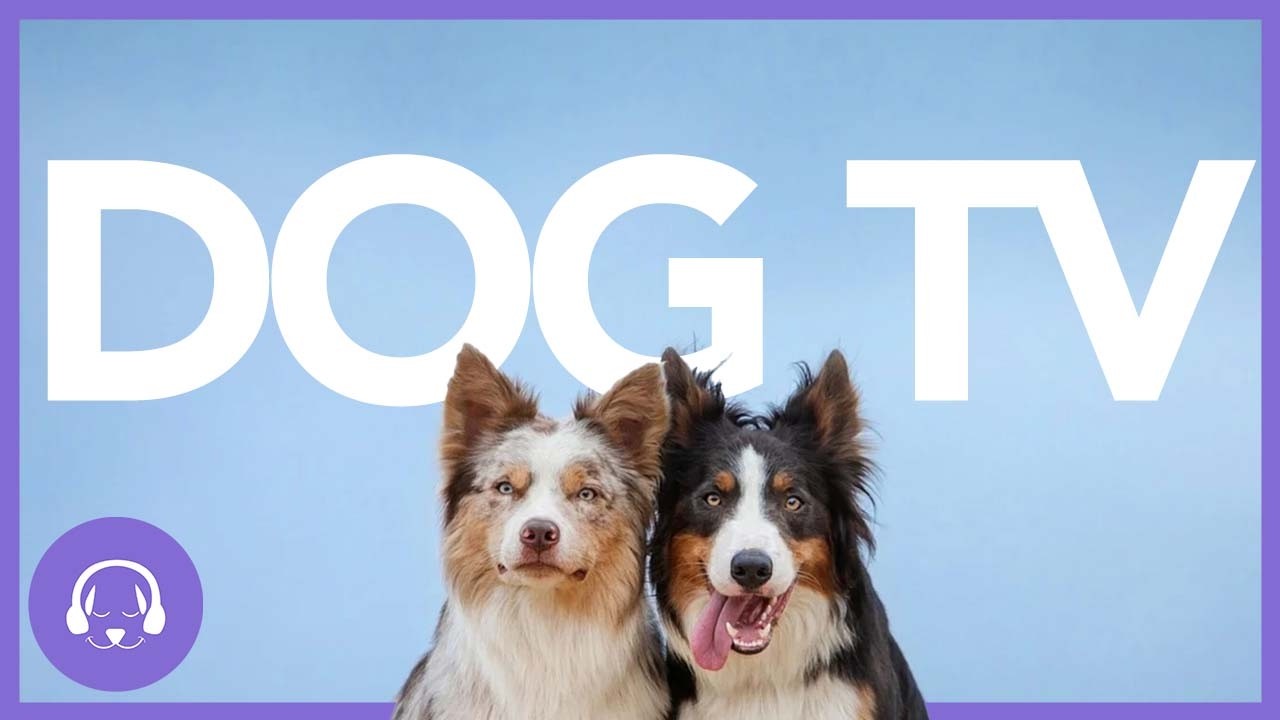 DOG TV - Virtual Dog Walking Video - 20 Hour Entertainment Experience!