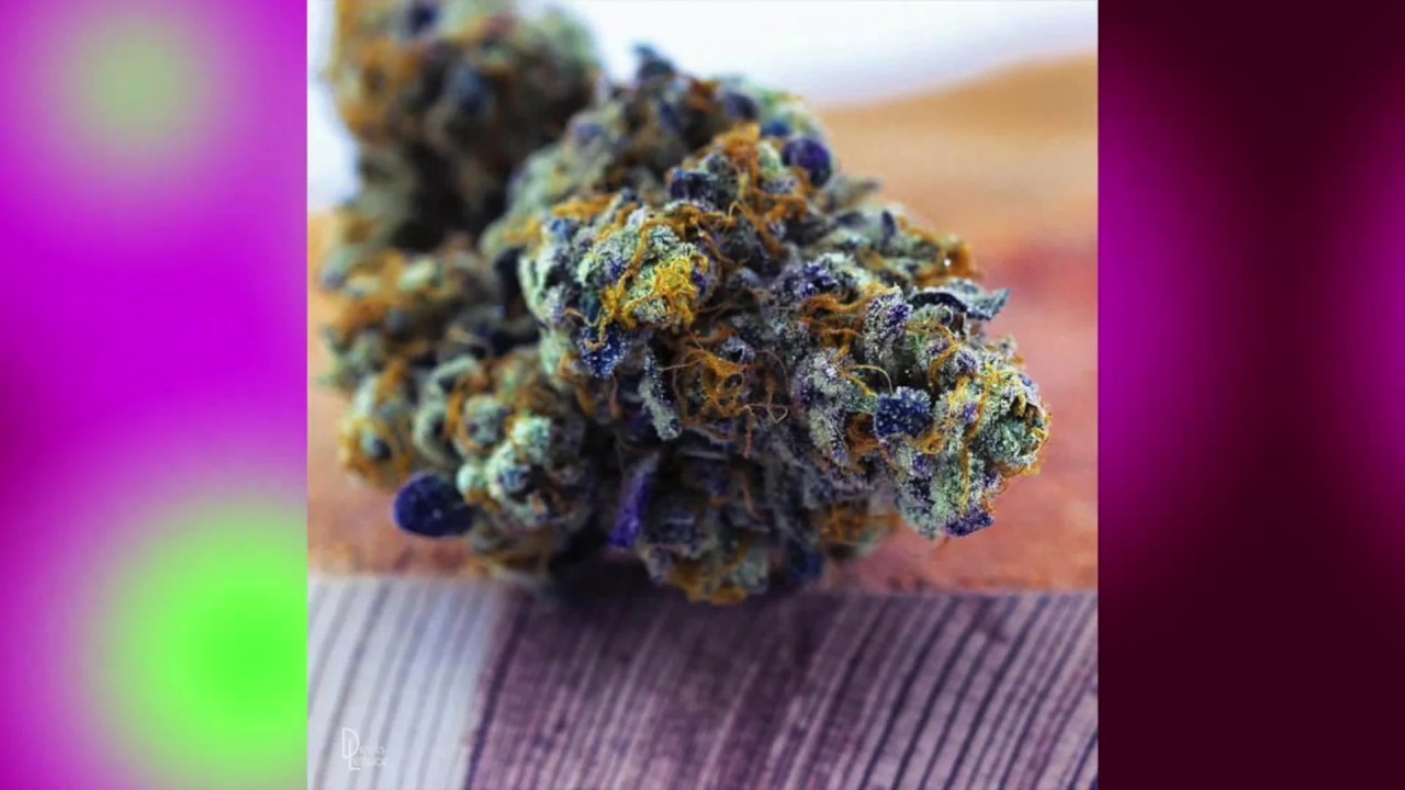 Do Si Dos CANNABIS STRAINS toda la informacion