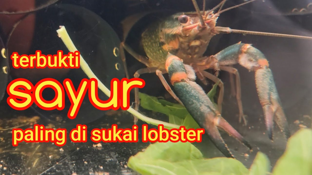 Terbukti,,,!Lobster air tawar tumbuh besar dengan  pakan sayuran