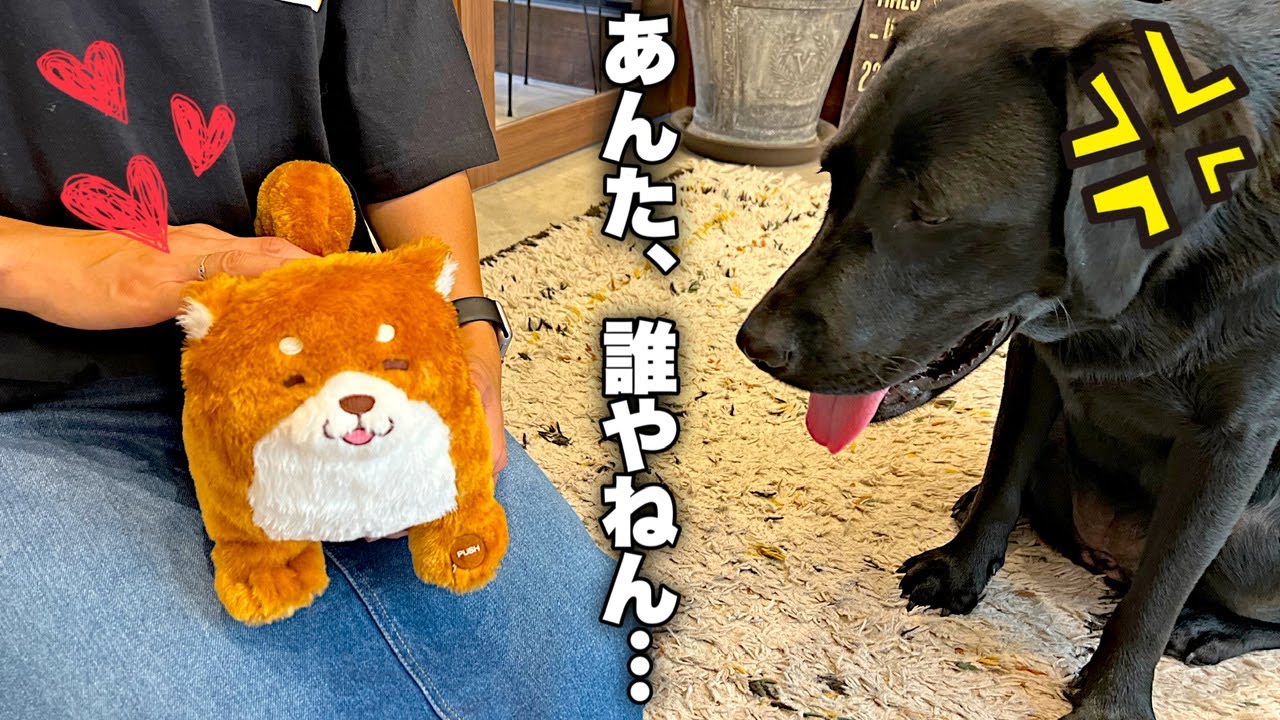 【検証】愛犬の前で、ぬいぐるみを可愛がったら…。ブチギレました！［ラブラドールレトリバー］