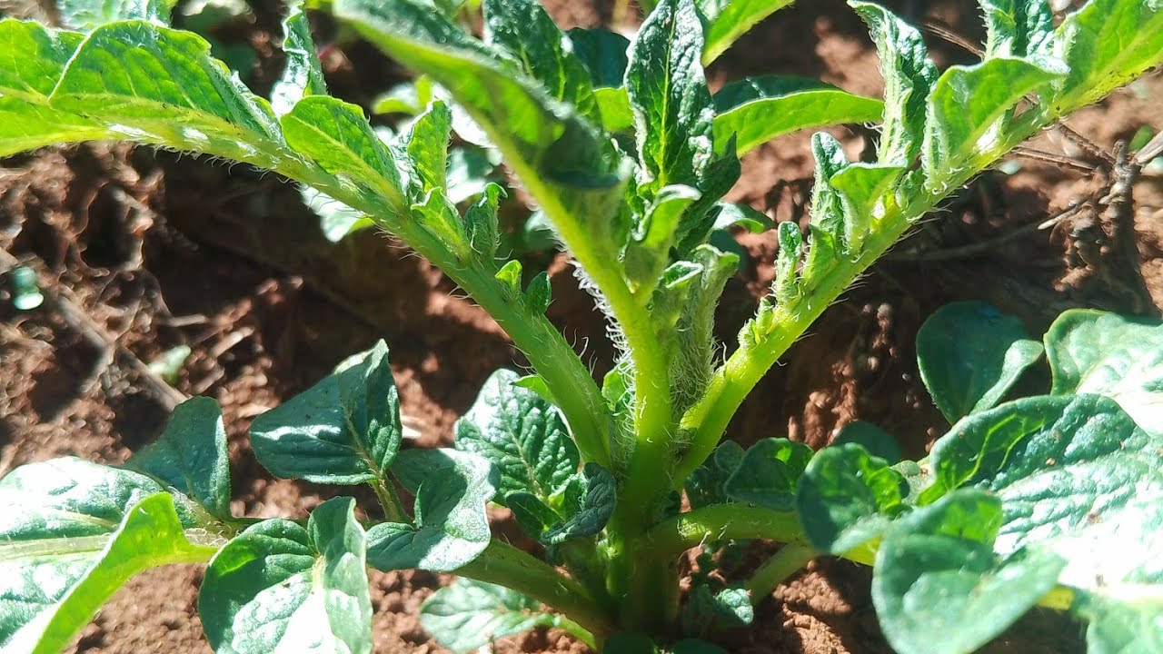Boost Your Potato Yield with the essential soil health tips, #farming #agriculture #mustwatch