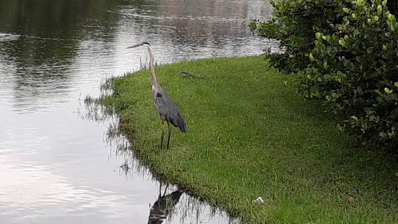 Alligator eats crane!!!!