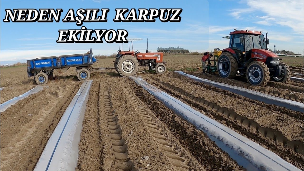 Karpuz ekimi Dönüme kaç fide gider. neden aşılı karpuz ekiliyor