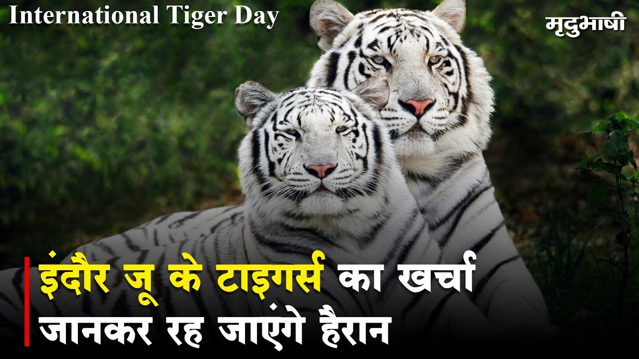 Indore Zoo के Tigers का खर्चा जानकर रह जाएंगे हैरान | International Tiger Day | Mradubhashi