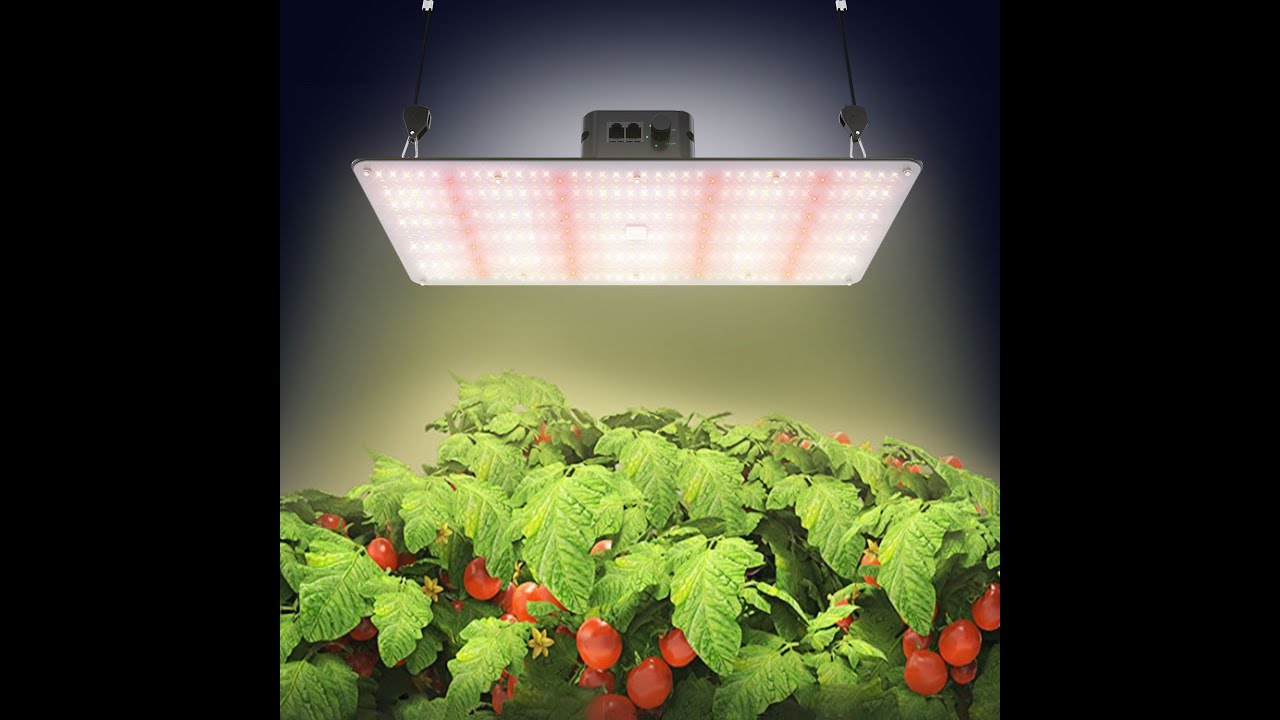 Lightmyleaf 120W 240W quantum board led grow light Video