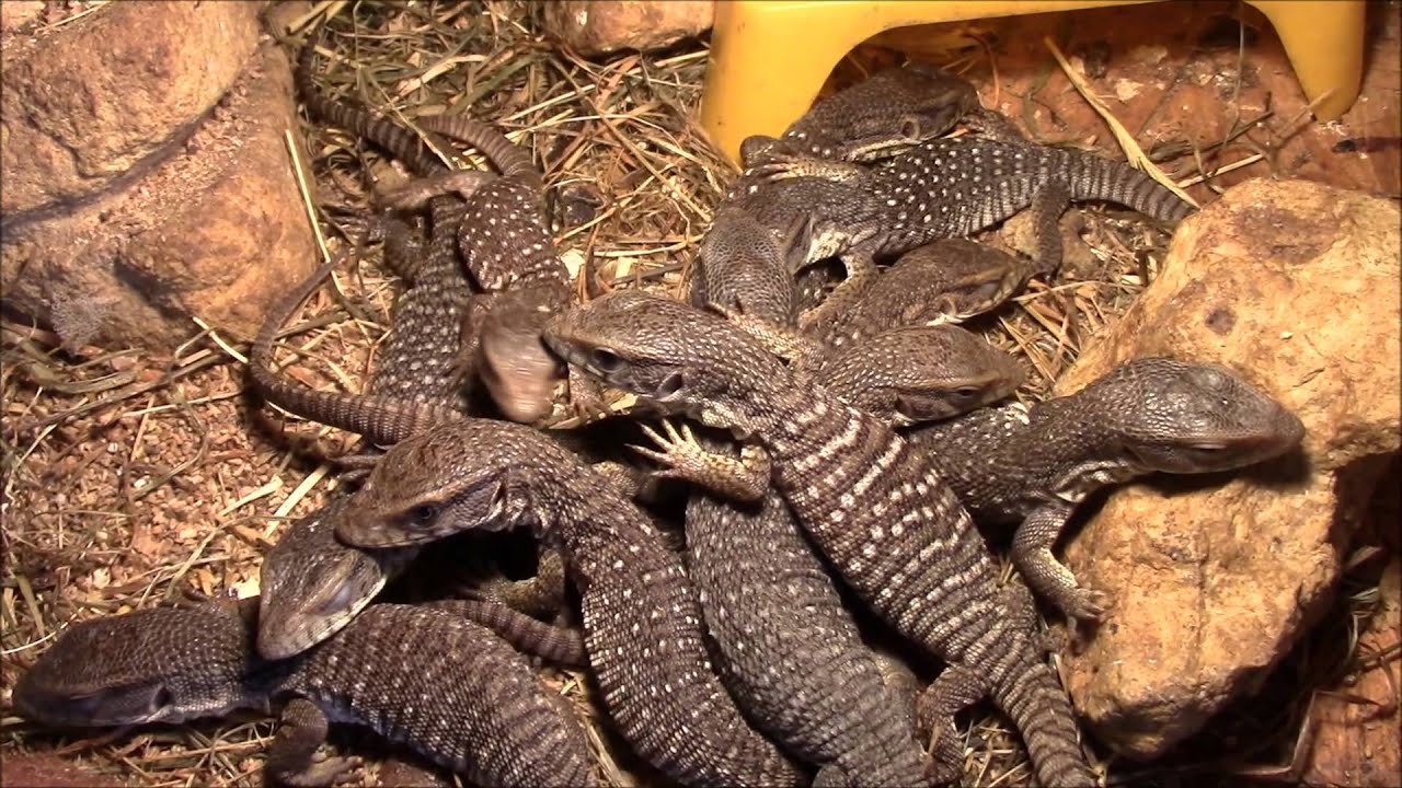 Waran Stepowy ( Varanus exanthematicus ) - młode - ZooWitek