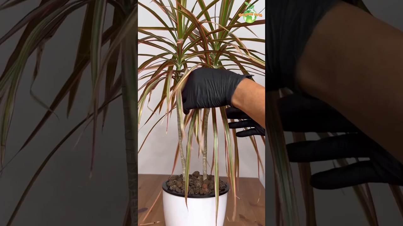Dracaena Marginata / Dragon Tree Popular Houseplant #dracaena #thegreenearth #plants