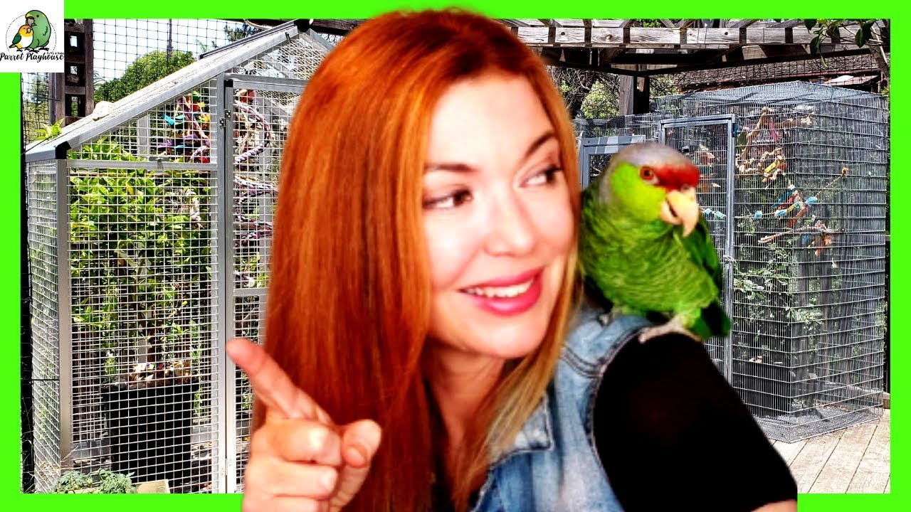 Parrot Outdoor Aviary Cage Tour | Plus! How To Bug Proof Your Aviary!