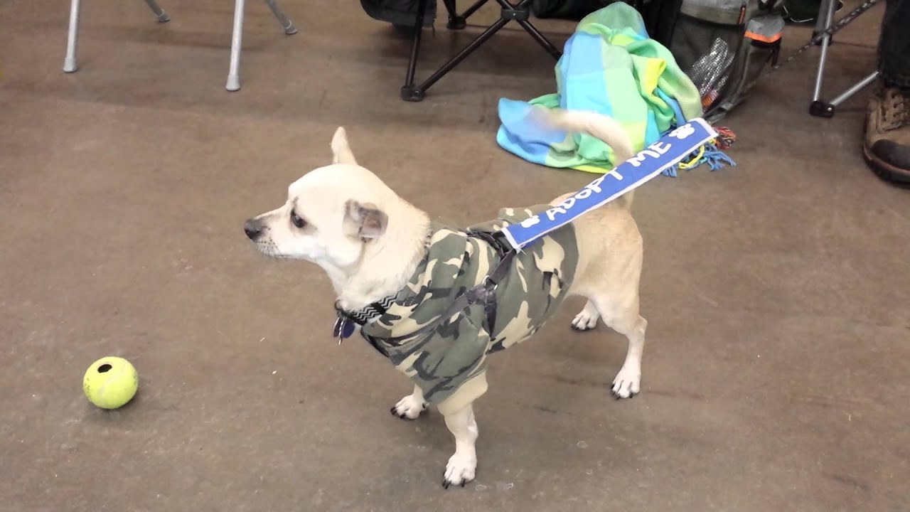 Monte sits politely for a treat