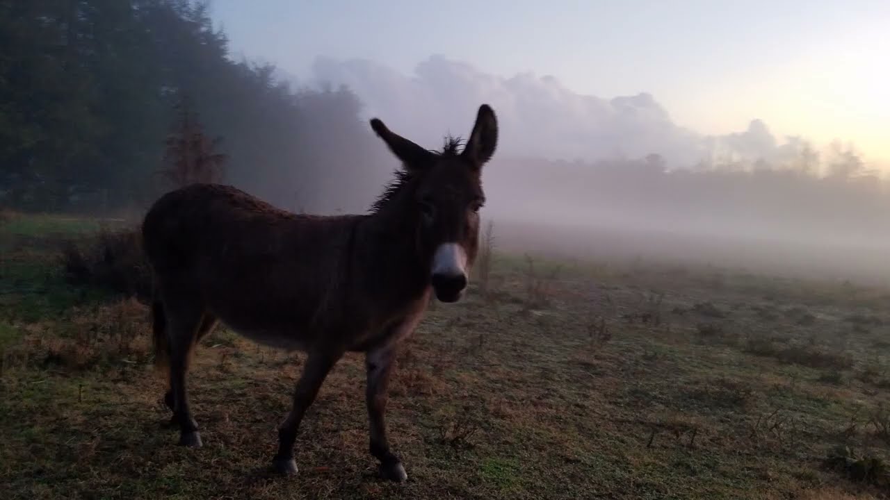 Donkeys