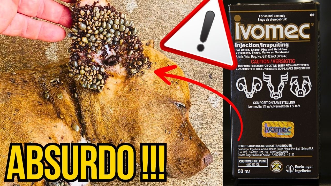 PODE DAR IVOMEC P  CACHORRO Remédio Barato IVERMECTINA P  CÃES CURA SARNA E ELIMINA CARRAPATOS CÃES