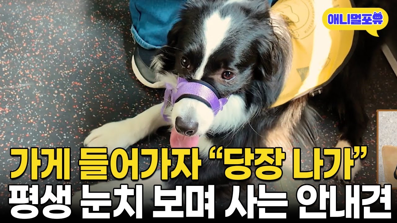 “개는 안된다고, 나가!” 매장 출입 거부 당한 안내견의 슬픈 반응 I KBS 사랑의 가족 250614 방송