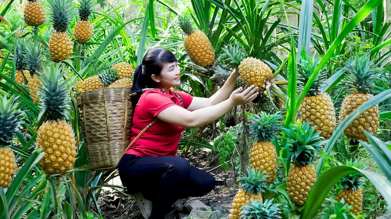 Harvest Pineapple, goes to the market to sell - Harvesting and Cooking |Tieu Vy Real Life