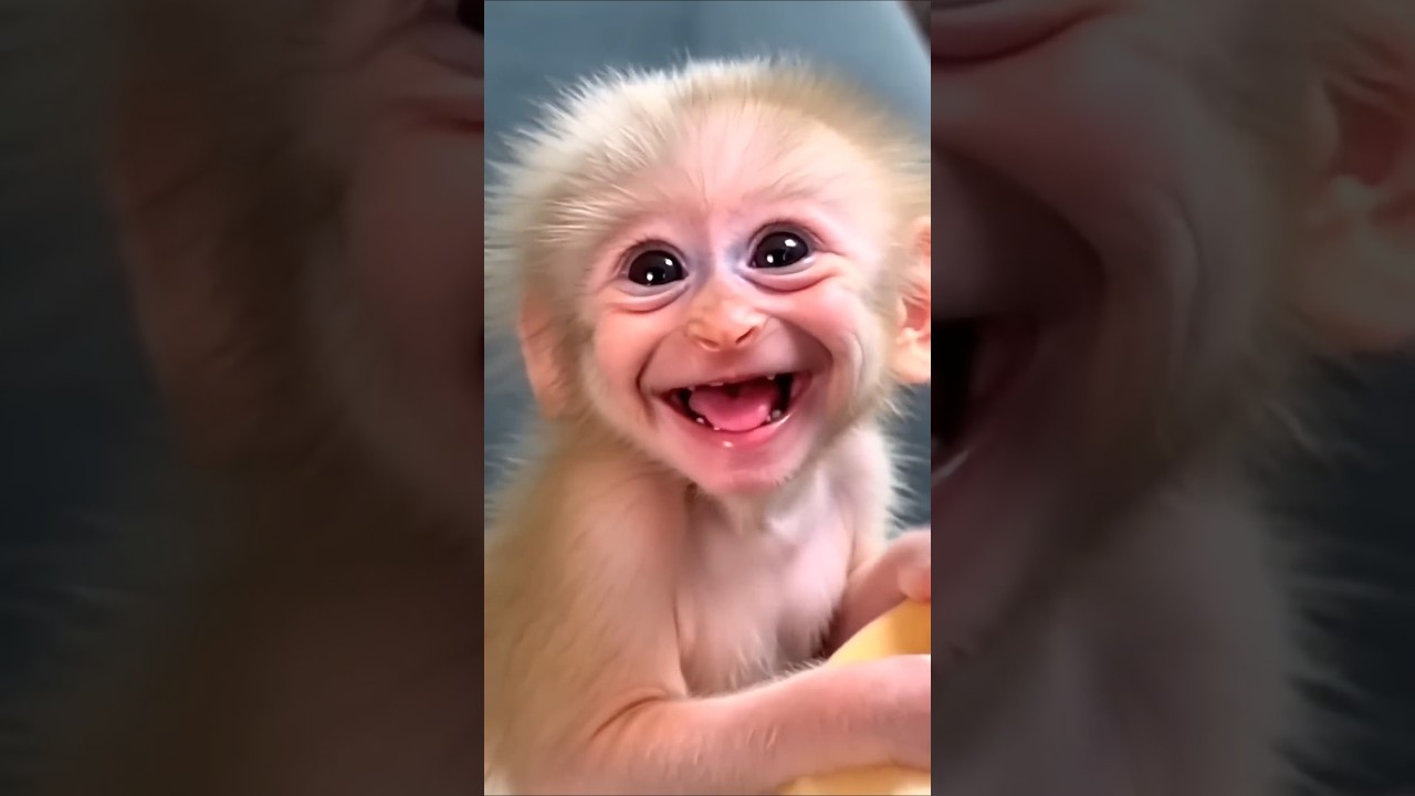 Cute Monkey Baby Loves My Snack! Funny & Entertaining Short #shorts
