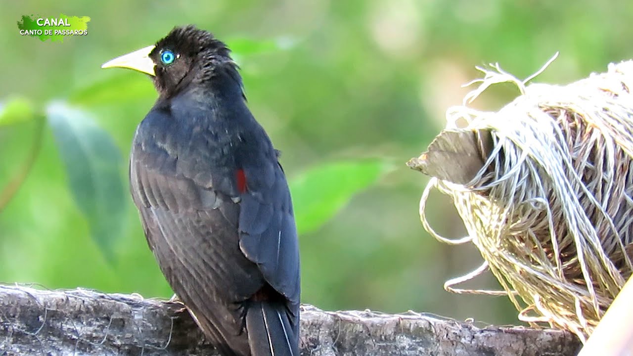 P&Aacute;SSARO GUAXE NA NATUREZA E SEU CANTO - Lindo P&aacute;ssaro de Olhos Azuis (GUACHO)