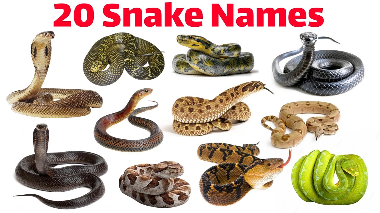 20 Deadliest Snake Names for Kids | Real Snake Learning Video | Dangerous Reptiles