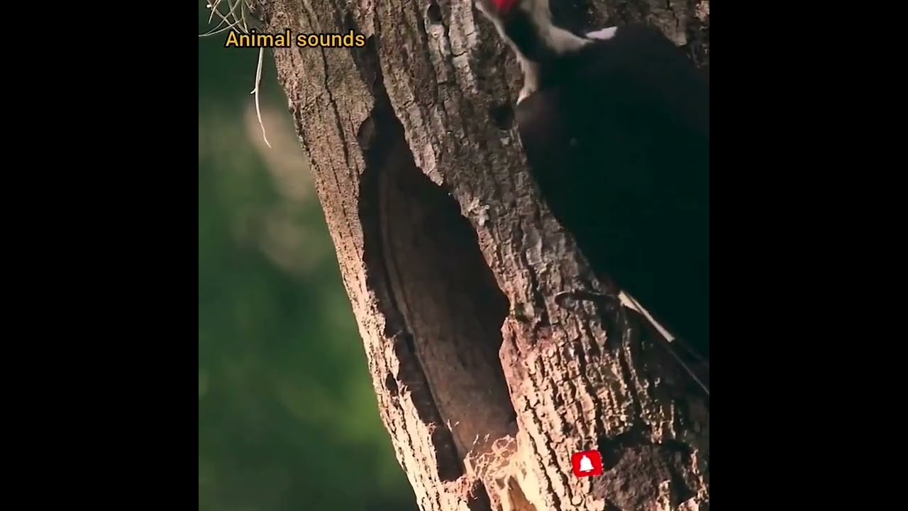 How  animals take care of their babies.
