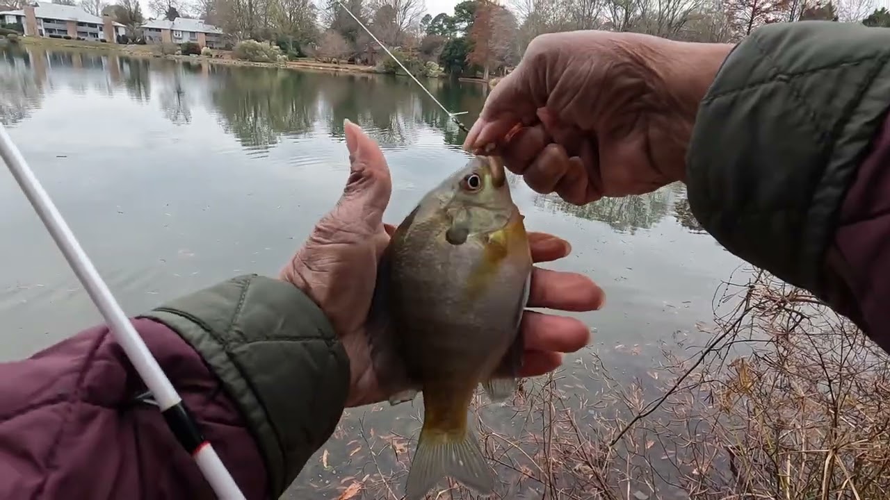 Pan fish Want to Play Today !!