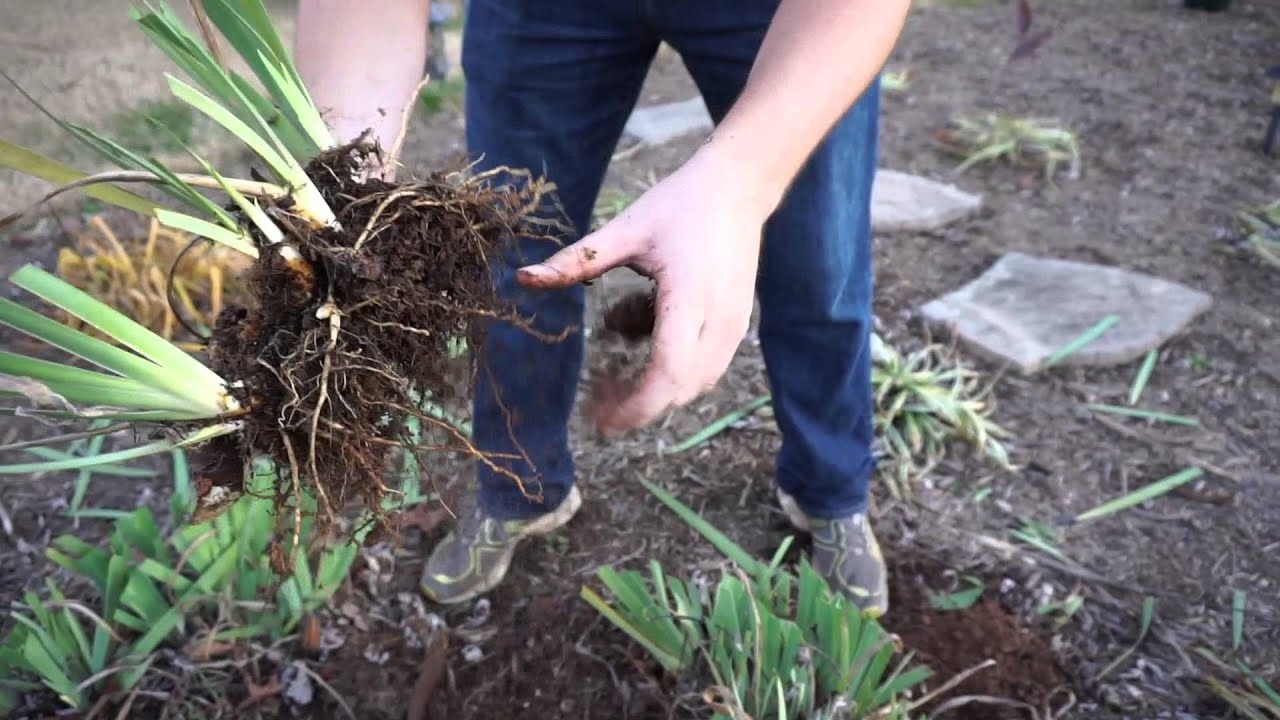 RELOCATING PERENNIALS
