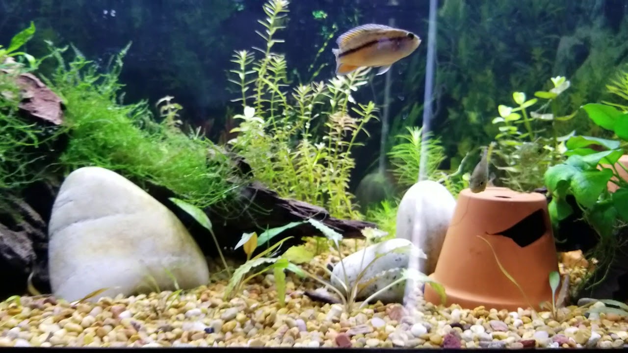 Keyhole Cichlids!!! (Keeping MONSTERS with Dwarfs)