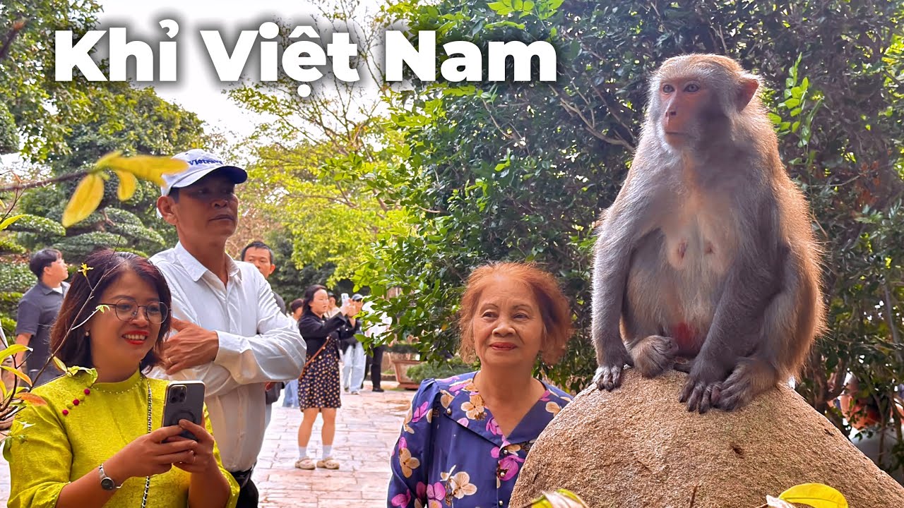 Không ngờ Sơn Trà giờ khỉ nhiều và dạn đến vậy