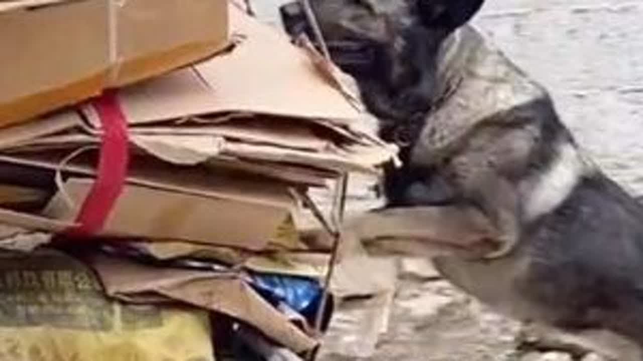 爷爷奶奶养大的猫狗🐱🐶#汪星人 #宠物狗 #毛孩子 #宠物猫 #小狗
