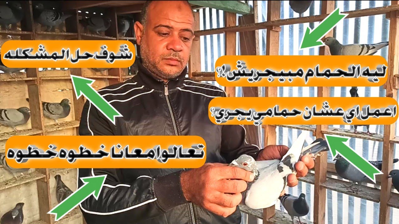 شوفوا معانا ازاي نخلي الحمام الزاجل يجري ويختفي عن عينك بالساعه او اكتر