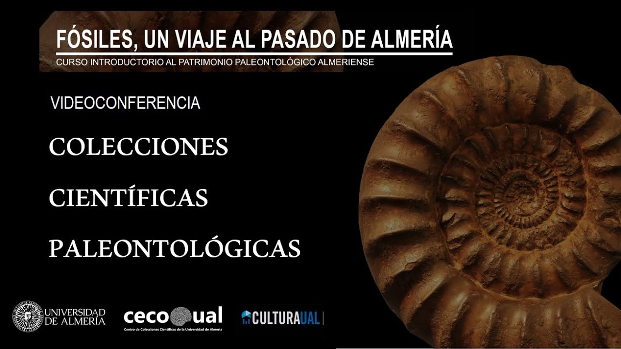 CURSO PALEO COLECCIONES PALEO COLECCIONES