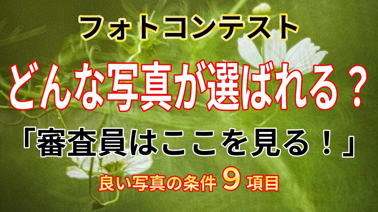 【フォトコンテスト】どんな写真が選ばれる？「審査員はここを見る！」良い写真の条件9項目！