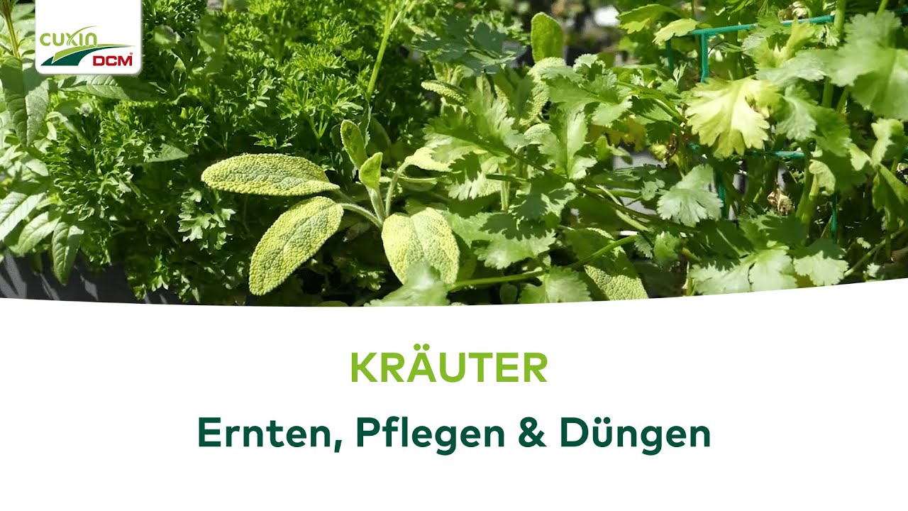 Kräuter - Ernten, pflegen und düngen