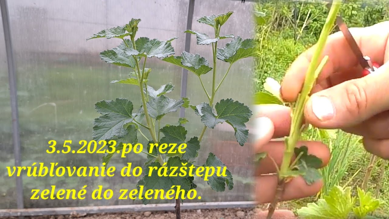 Ako vrúbľovať ríbezľu zelené do zeleného