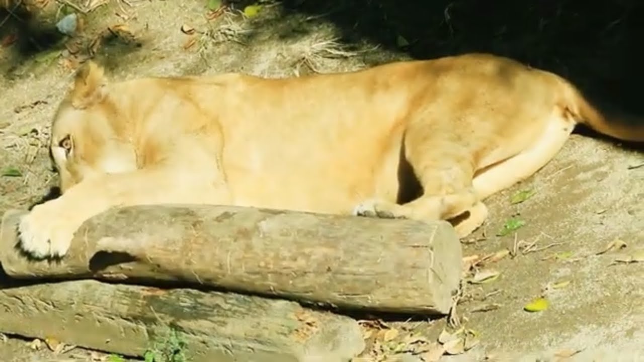へそ天ゴロ〜ンするクレイちゃん【とべ動物園ライオン】2025年11月30日