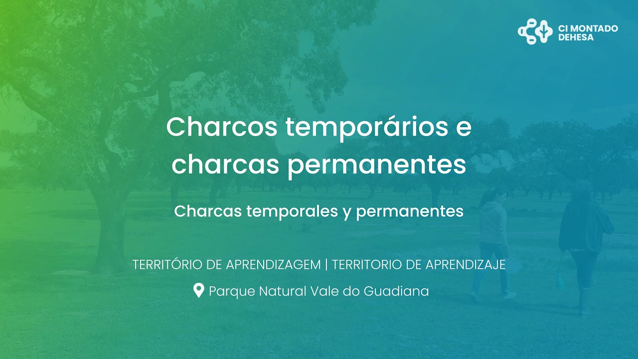 Vídeo Técnico: Charcos temporários e charcas permanentes | CI Montado-Dehesa