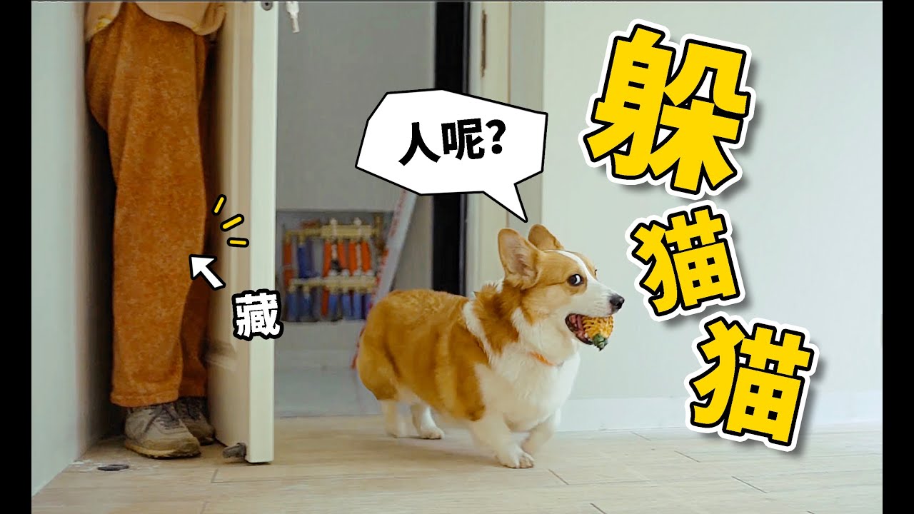 【小短腿Duby】躲在门后柯基找不到主人，狗：配合你演戏而已