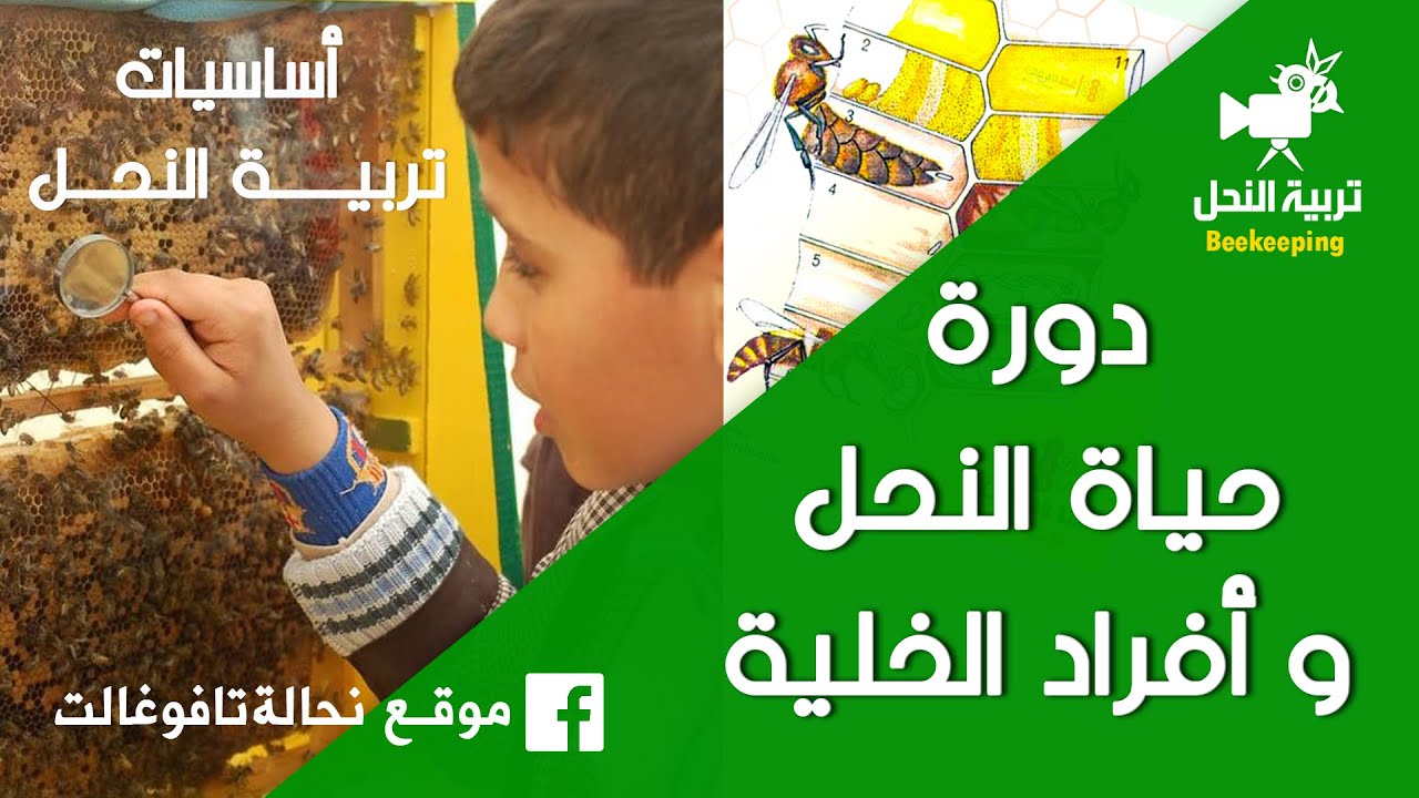 دورة حياة النحل و أفراد الخلية | الحلقة 3