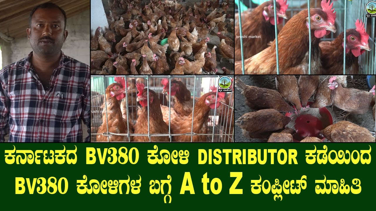 CALL - 9880426984 ಕರ್ನಾಟಕದ BV380 ಕೋಳಿಗಳ DISTRIBUTOR ಕಡೆಯಿಂದ BV380 ಕೋಳಿಗಳ ಬಗ್ಗೆ A to Z ಮಾಹಿತಿ..