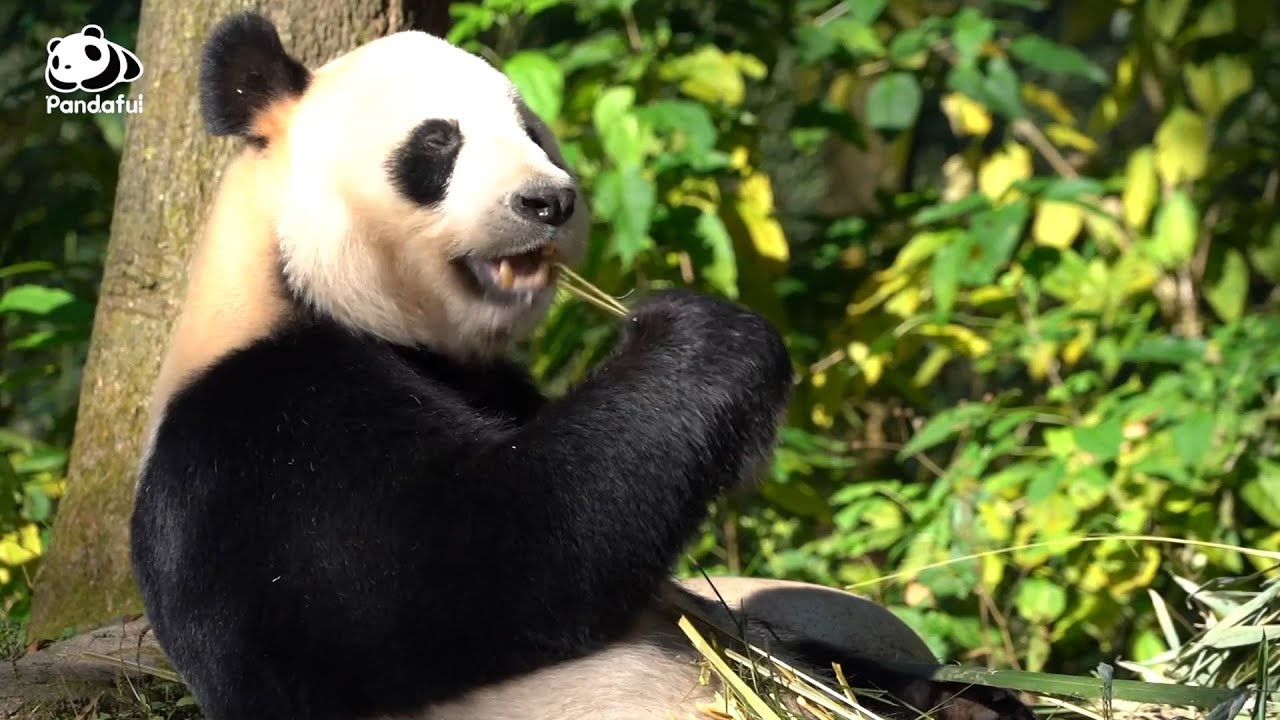 Why do pandas choose to eat bamboo?| Pandaful Q&A
