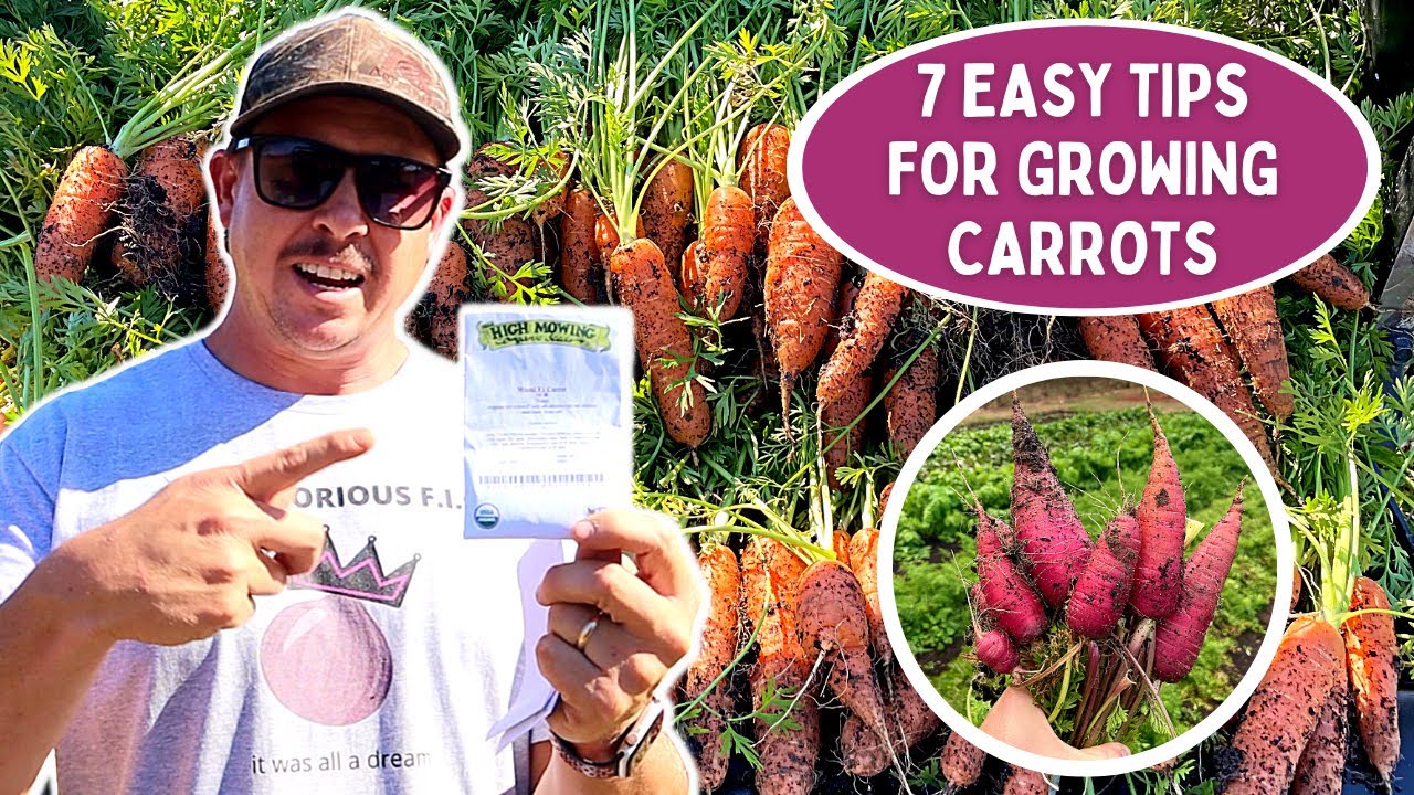 7 EASY TIPS to Grow Carrots in Your Backyard Garden